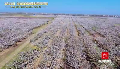 千树万树梨花开+万亩梨园邀君来