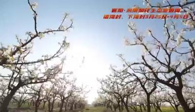 襄阳·朱集梨花生态旅游周