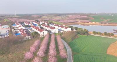 襄州：“花经济”绽放在希望的田野上