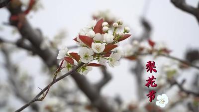 千树万树梨花开+万亩梨园邀君来#朱集镇潘湾村#襄州