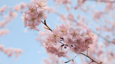 暖风拂柳，花开春分