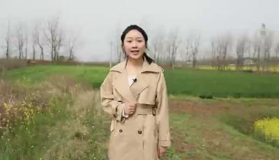 襄州区农业种植+像“抓中药”一样精准定制化肥