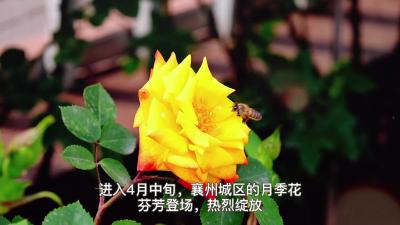 月季竞相盛放+扮靓城市“颜值”