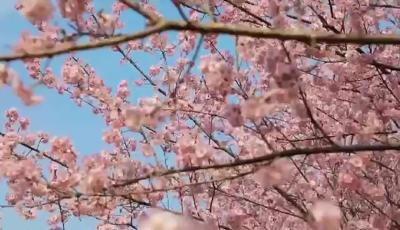 花牵两岸+一园情深