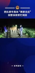 四头耕牛集体“离家出走”民警深夜帮忙找回
