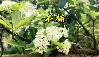 解密！石楠花为何让人知“楠”而退