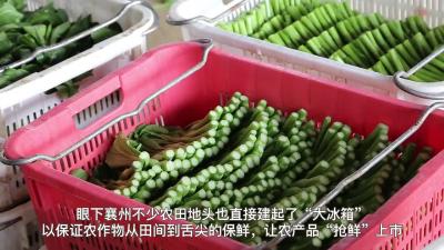 “冰箱”立田间 果蔬分外鲜