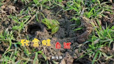 养它！致富路上“顶呱呱”