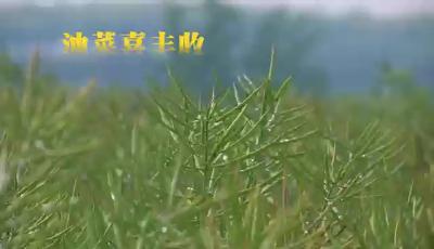 油菜喜丰收