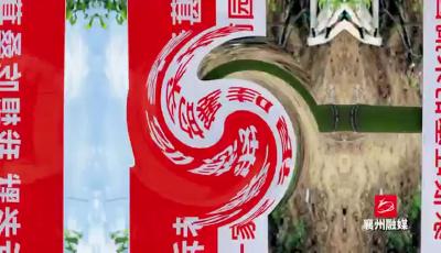 桑葚满枝头 采摘正当时
