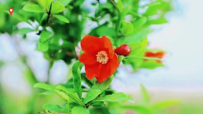 【襄州区伙牌镇】石榴花开照眼明+丰收在望笑颜开