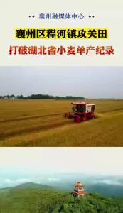 襄州区程河镇攻关田破湖北省小麦单产纪录