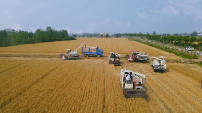 襄州：150多万亩小麦开镰收割