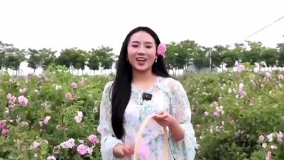 【襄州区程河镇】玫瑰花海+芬芳正艳