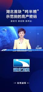 湖北首块“吨半粮”示范田的高产密码