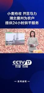 小麦抢收+开足马力+湖北襄州为农户提供24小时烘干服务