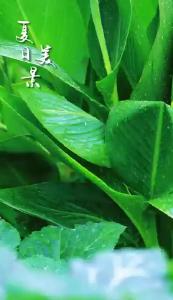 夏日美景：美人蕉