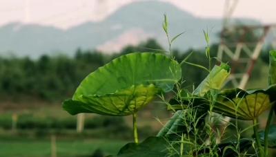 【父亲节】有一种身形无比伟岸+有一种情感重如泰山