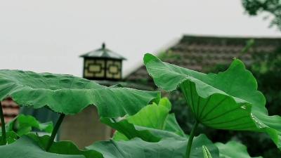 盈盈荷上露+灼灼如明珠