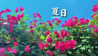 夏日如期而至，迎接所有人间美好！