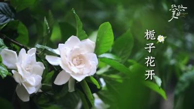栀子花开+香气扑鼻+沁人心脾
