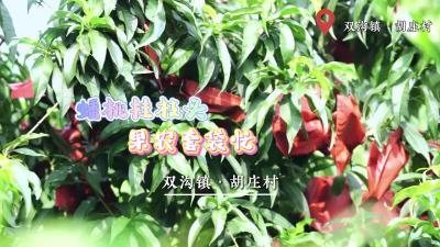 【双沟镇胡庄村】蟠桃挂枝头 果农套袋忙