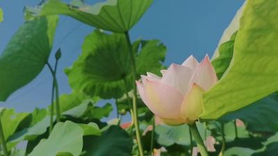 【夏日赏荷】接天莲叶无穷碧+映日荷花别样红