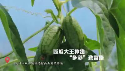 特色西瓜种出甜蜜“钱”景