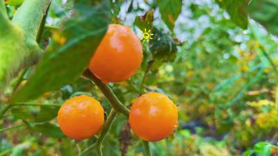 七彩小番茄  一口一个夏日滋味