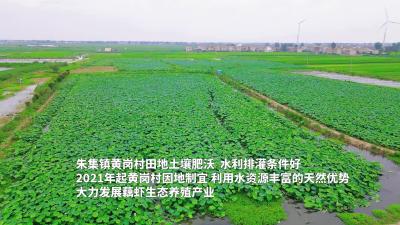 【朱集镇黄岗村】藕虾养殖+铺就生态致富路