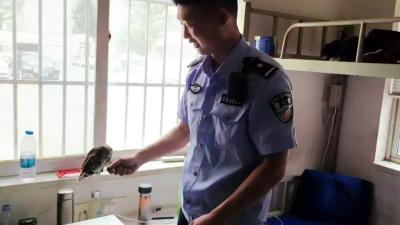 近日襄州区双沟镇派出所来了一只“萌”禽