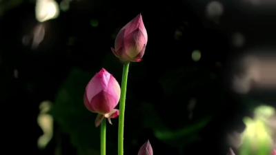 【碗莲】风动莲生香 心静自然凉