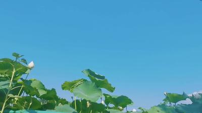 盛夏的果实