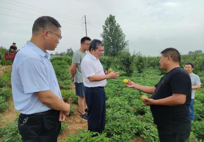 襄州：科技助农结硕果  农田沃野“梨花香”