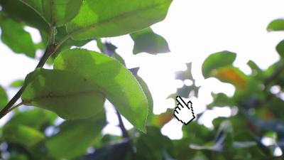 夏日炎炎，爽脆在口清甜在心的潘湾梨你尝了吗？