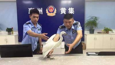 點贊！警民攜手救助“落難”白鷺