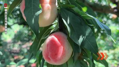 甜“蜜”来袭！赴一场“桃”醉之约
