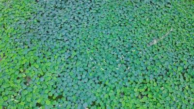 新荷出水来 清香溢满塘