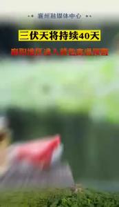 三伏天将持续40天