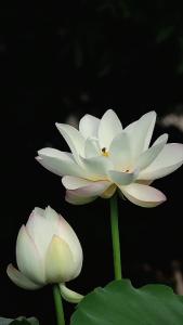 心似莲花开 清风自然来