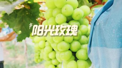 阳光玫瑰“串起”甜蜜生活