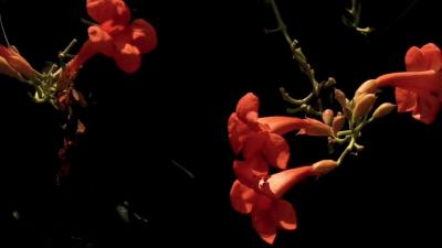 凌霄花开 夏意满城