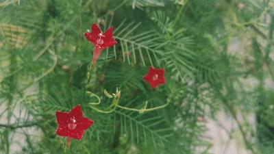 【羽叶茑萝】盛开在秋天的五角星花