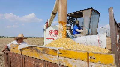 襄州：1538.11公斤！“麦玉吨半粮”产量再创新高