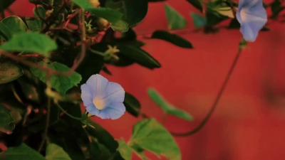 篱落秋暑中 碧花蔓牵牛
