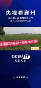 【央视看襄州】湖北襄阳高油酸早熟花生破长江流域高产纪录