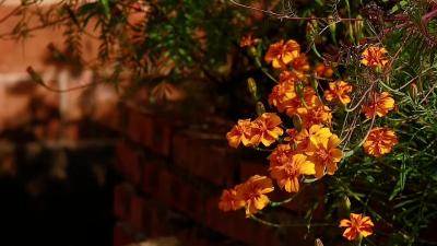 【孔雀草】秋日里的小菊花