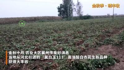 亩产近千斤 高油酸花生新品种落户襄州结硕果