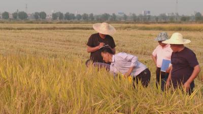 亩产688.6公斤!新品种水稻获高产  