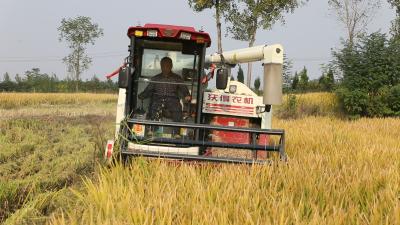 龙王：15万亩水稻喜获丰收